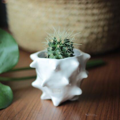 Dikenli Saksı / El Yapımı Seramik Saksı